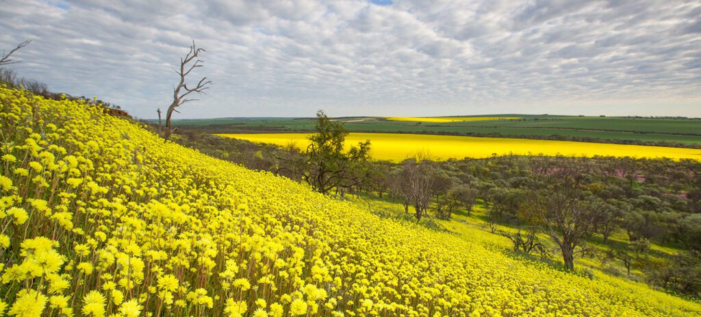 Hillside covered in bright yellow wildflowers overlooking a rural landscape under a dramatic cloudy sky.
