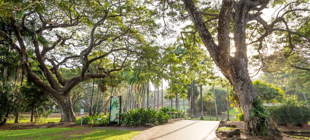 Sunlit garden pathway winding beneath large spreading trees with lush green foliage in a peaceful park setting.