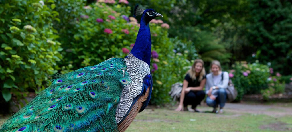 Peacock with vibrant blue and green feathers standing in a garden path, with two people in the background surrounded by flowering plants.