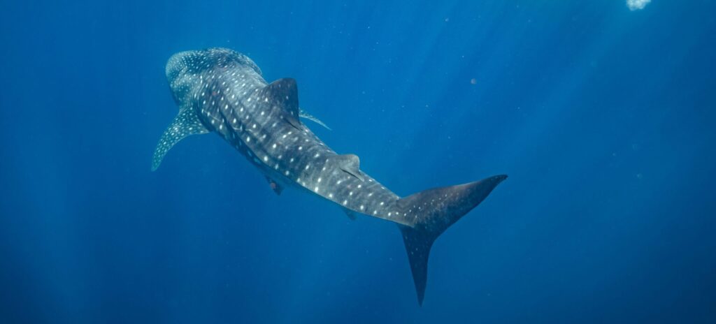 Swimming with whale sharks in Exmouth