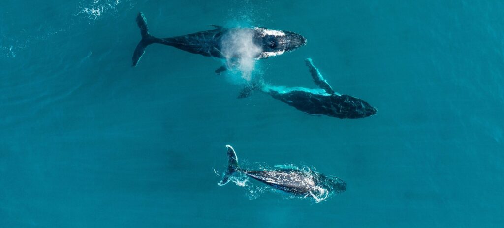Whales swimming with calves in Western Australia’s Margaret River Region