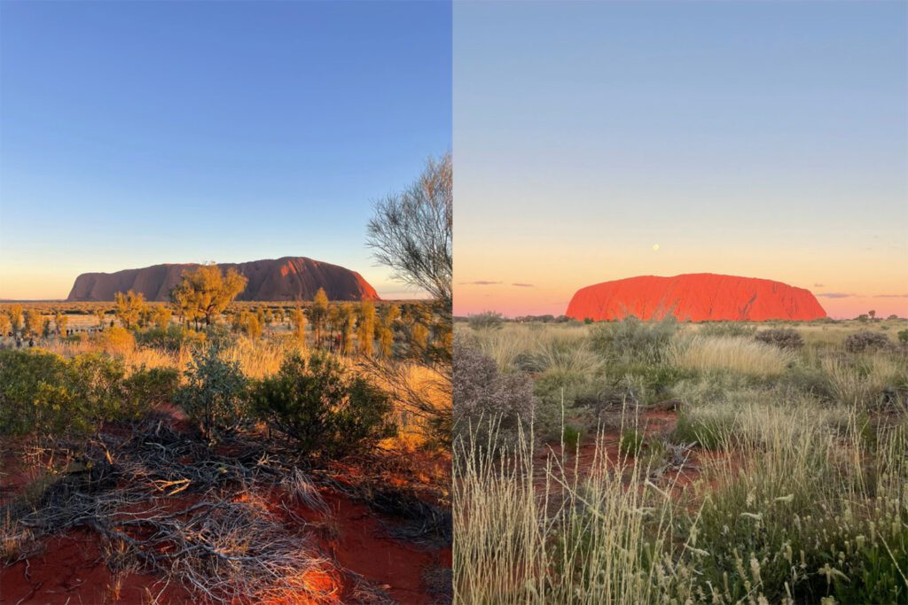 Uluru at golden hour with backlit desert shrubs in the foreground