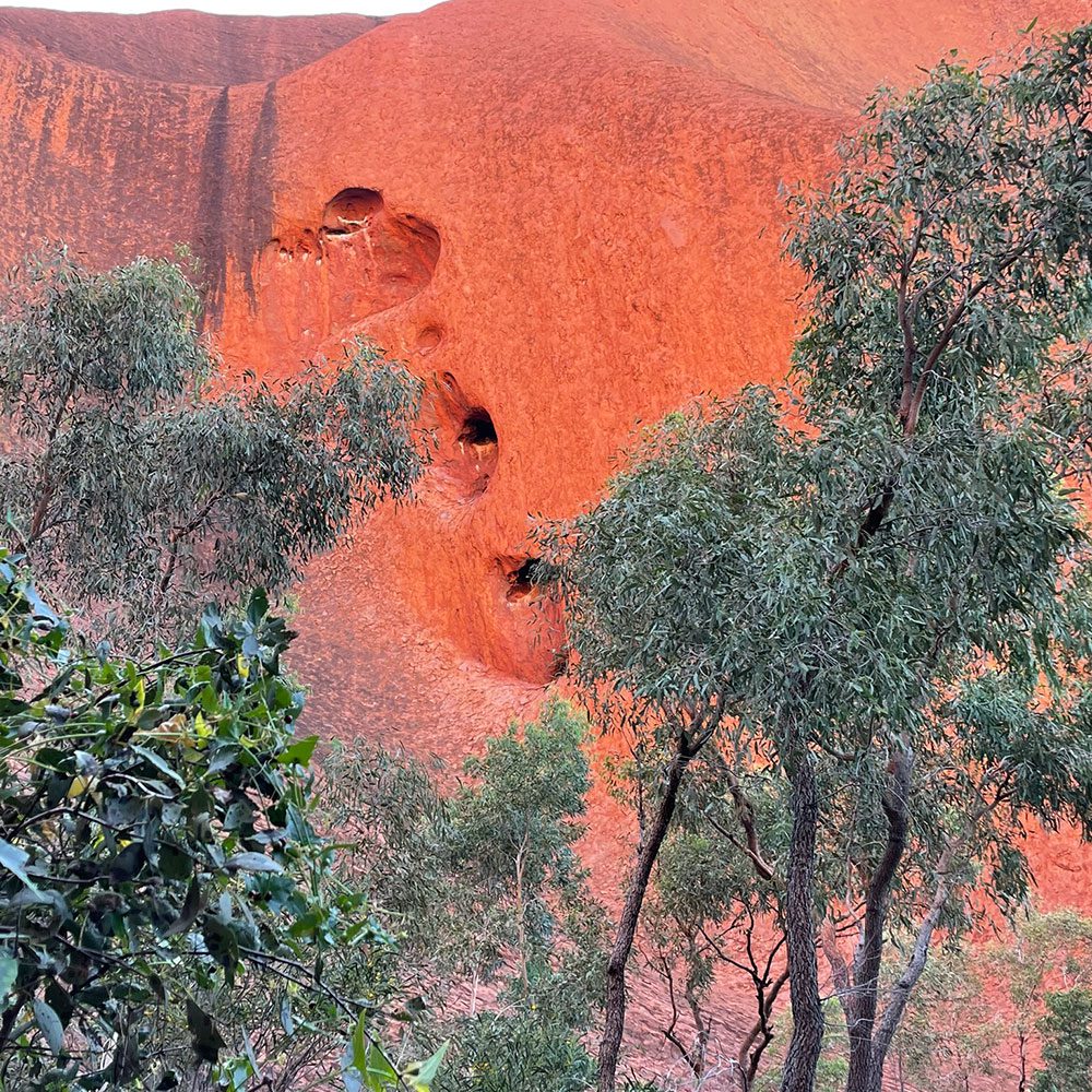 Red sandstone rock formation rises behind dense native trees and vegetation, illuminated by warm sunlight.