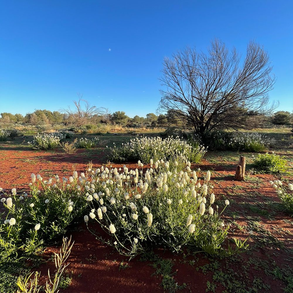 White wildflowers blooming on red earth in the Red Centre
