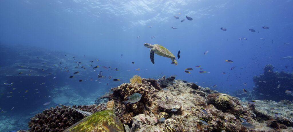 Sea creatures and corals in the Great Barrier Reef
