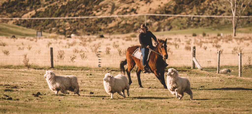 On a horseback in Real country