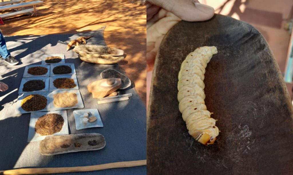 Side-by-side photos show colorful native seeds and bush foods arranged in rows and a large pale edible grub displayed on a dark wooden surface.