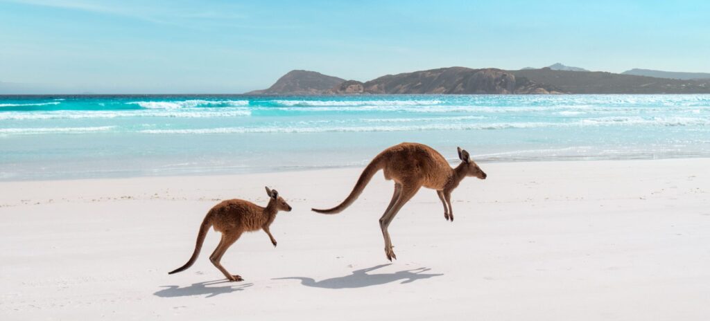 Kangaroos hopping on the beach in Western Australia