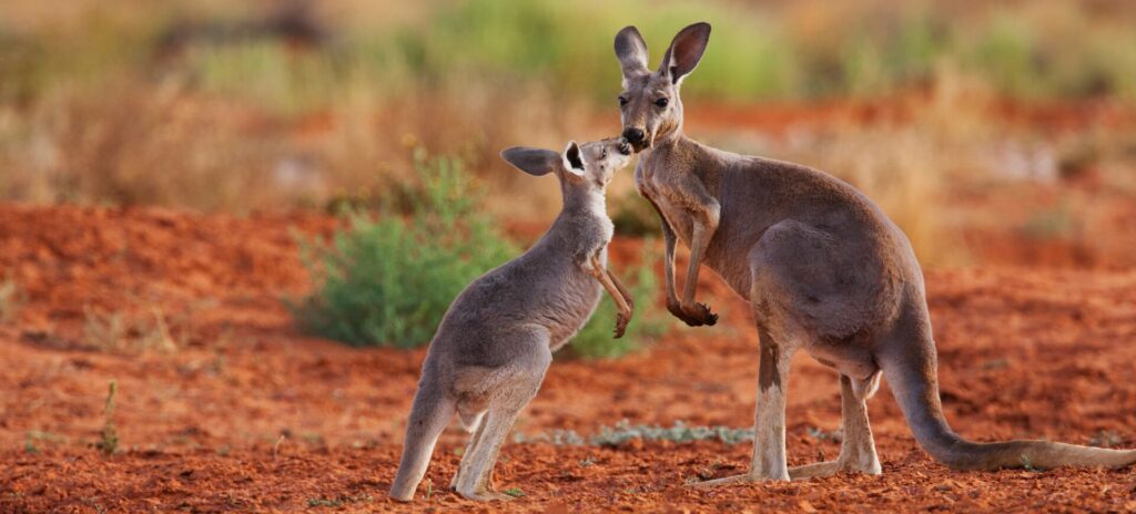 Large red kangaroo with juvenile joey