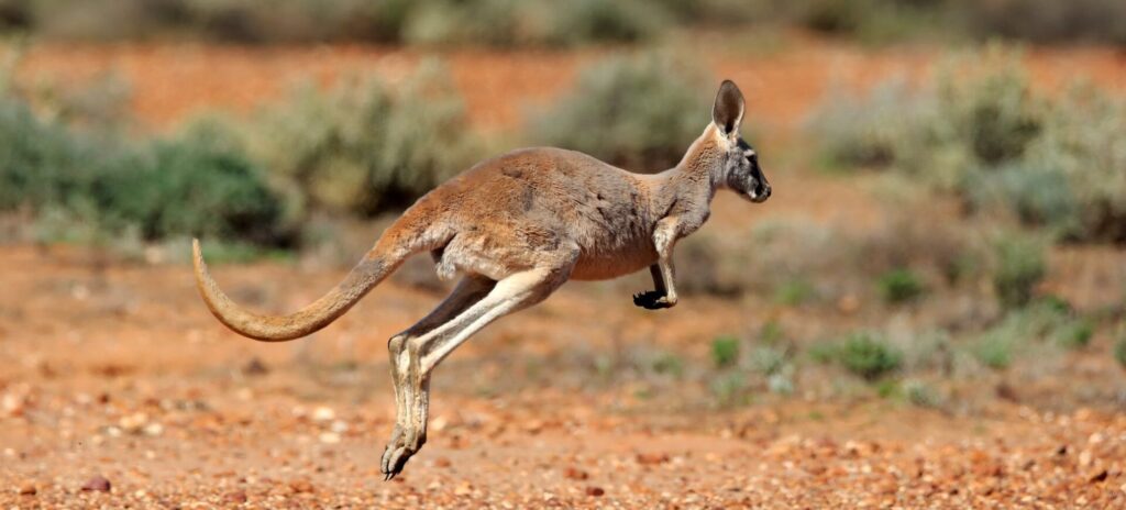Large red kangaroo in Sturt National Park