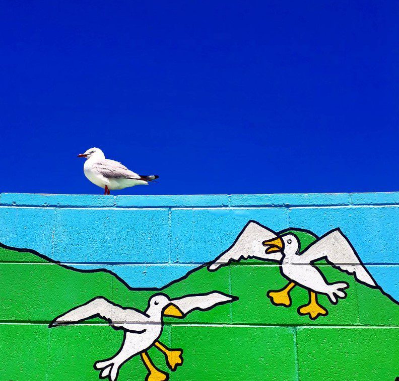 Street art mural of seagulls in Kaikoura with a real seagull perched on top of the wall art, creating a charming juxtaposition.