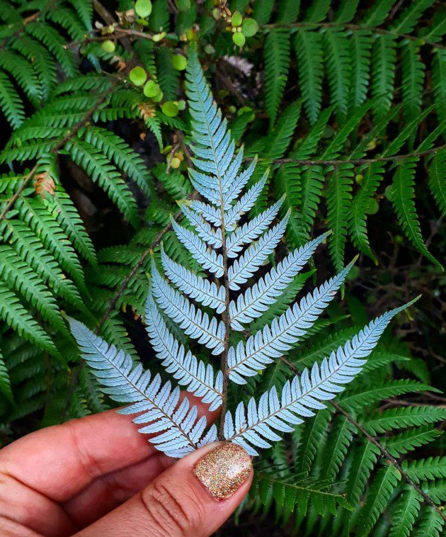 Close-up of Isobel's hand gently holding an unfurling New Zealand silver fern (koru), demonstrating the small natural wonders travellers should appreciate.