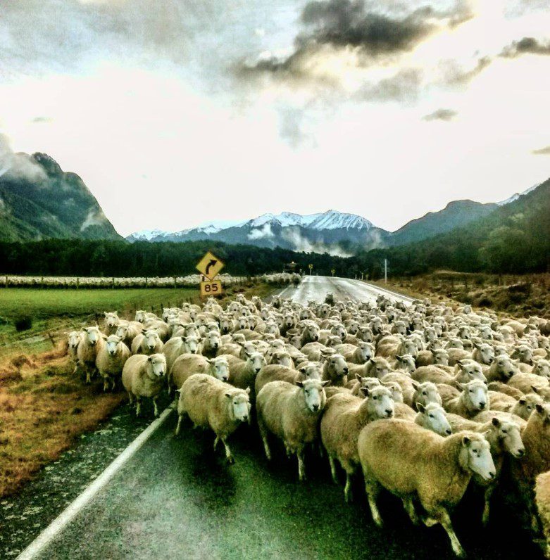 Flock of sheep crossing a country road against the backdrop of rolling green hills in rural New Zealand.